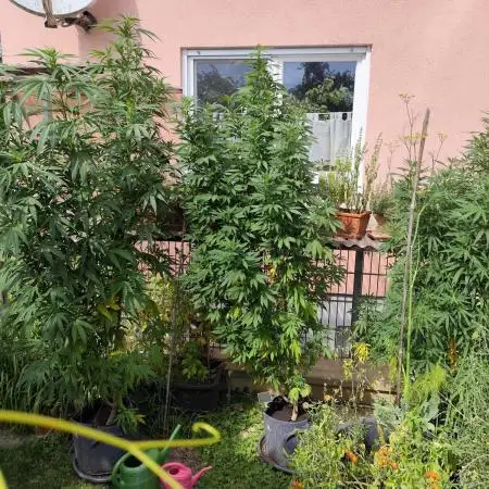 ROOTIES outdoor summer grow 2025