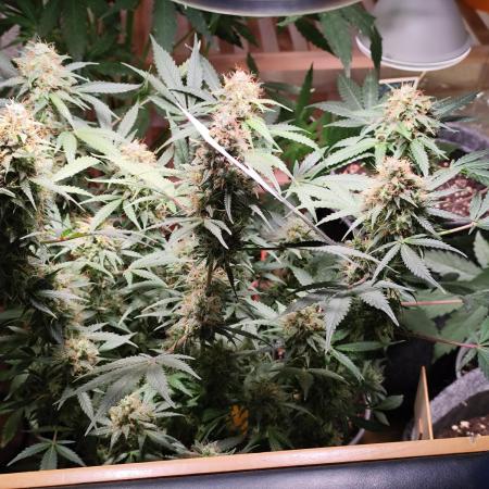 Kitsune Kush Auto First Edition from Zamnesia, Wintergrow Indoor