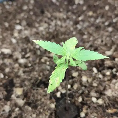 Membrana Hyper Autofem von VIP Seeds