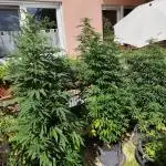 ROOTIES outdoor summer grow 2025