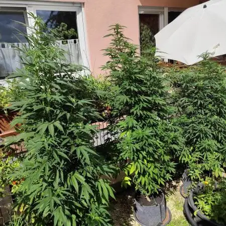 ROOTIES outdoor summer grow 2025