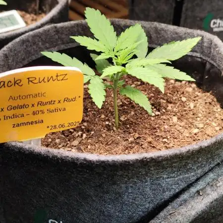 Black Runtz Automatic von Zamnesia seeds
