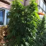 ROOTIES outdoor summer grow 2025