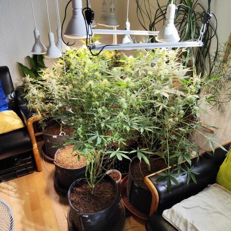 Cafe Racer Autoflower von Blimburn Seeds
