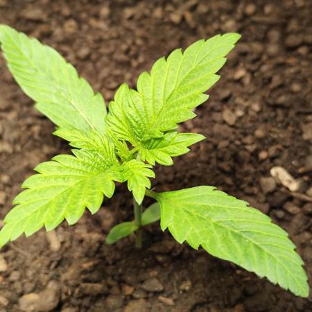 Lemon Cherry Cookies Auto von FastBuds