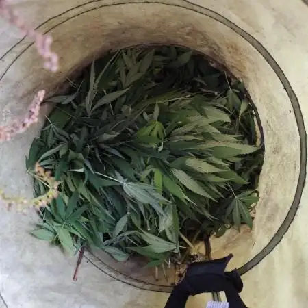 ROOTIES outdoor summer grow 2025