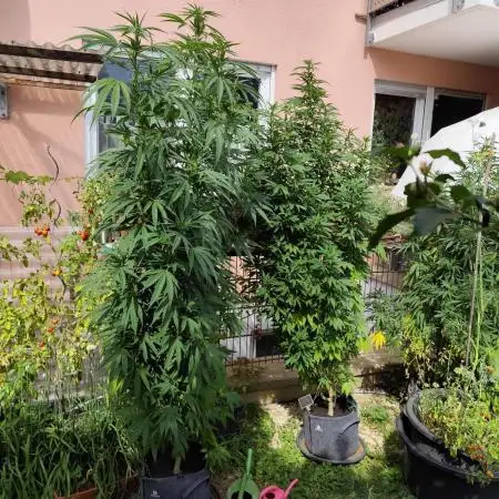 ROOTIES outdoor summer grow 2025