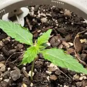 Schokoladendampf 🍫💨​