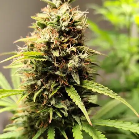 Black Runtz Automatic von Zamnesia seeds