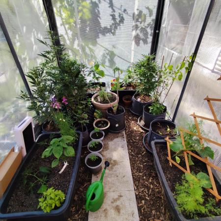 Greenhouse Summer Outdoor Grow 2026