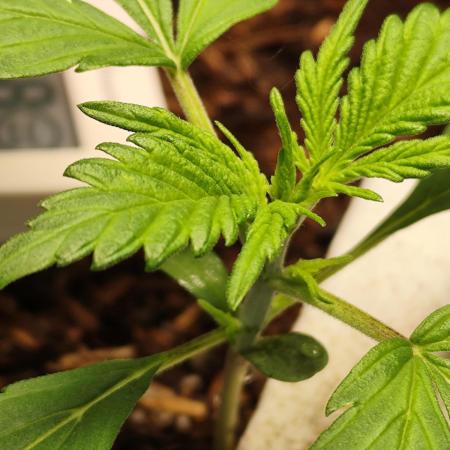 Gorilla Cookies Auto von 2Fast4Buds