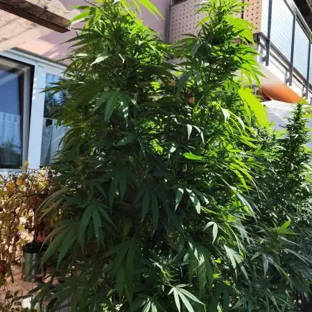 ROOTIES outdoor summer grow 2025