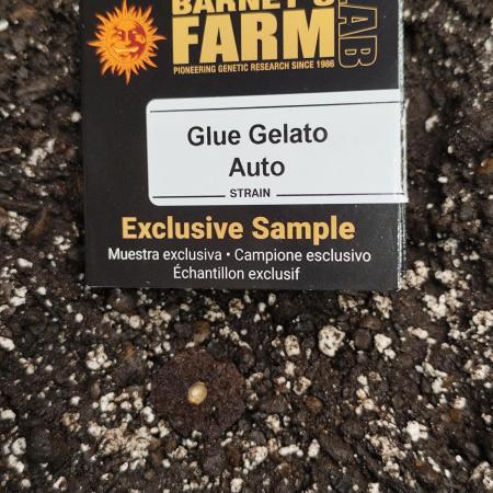 Glue Gelato Auto Strain by Barneys Farm