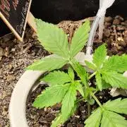 Schokoladendampf 🍫💨​