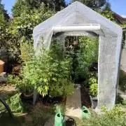 Greenhouse Summer Outdoor Grow 2026