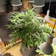 Auto Jack  von Paradise Seeds