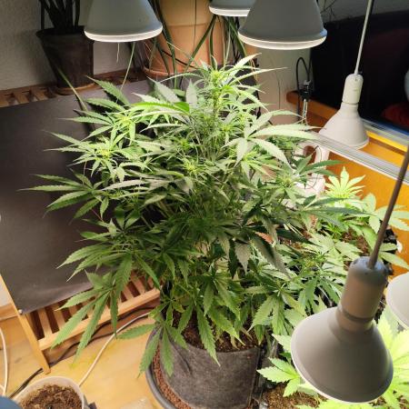 Auto Jack  von Paradise Seeds