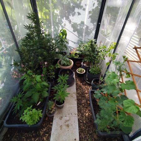 Greenhouse Summer Outdoor Grow 2026