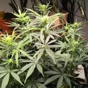 Tangerine Dream Automatic von Zamnesia