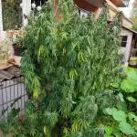 ROOTIES outdoor summer grow 2025