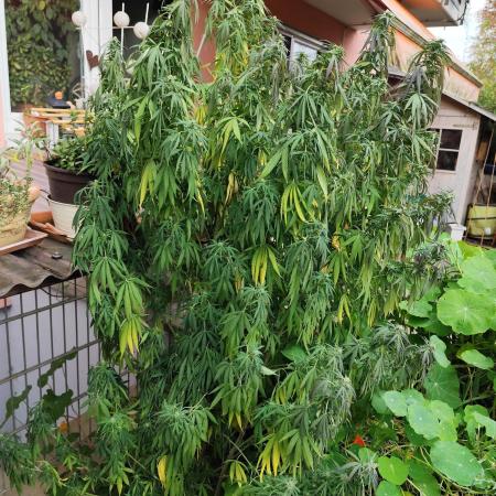 ROOTIES outdoor summer grow 2025