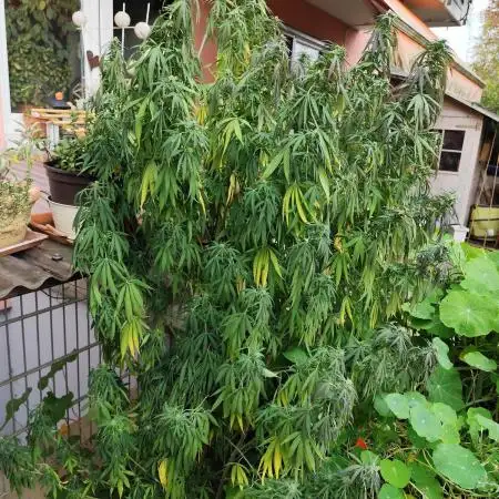 ROOTIES outdoor summer grow 2025