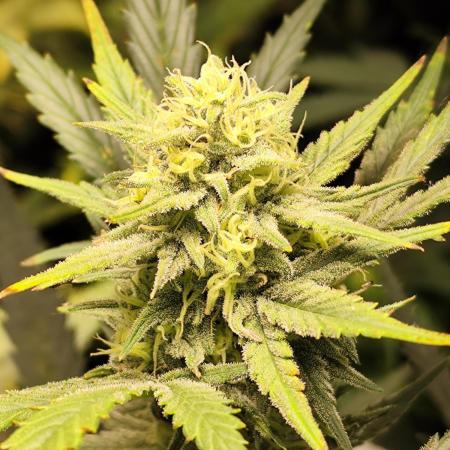 Z-Up Automatic von FastBuds