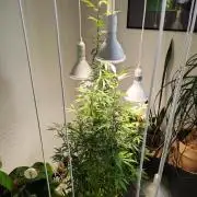 Membrana Hyper Autofem von VIP Seeds