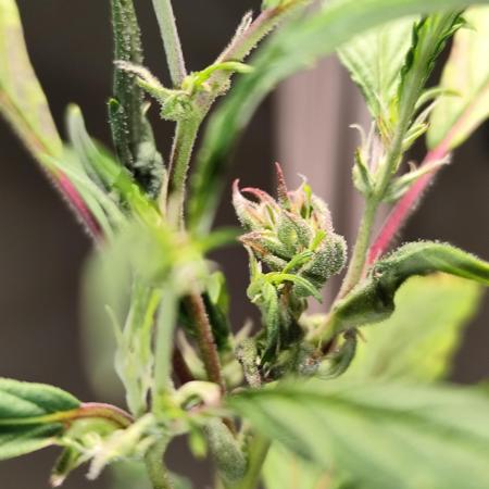 Membrana Hyper Autofem von VIP Seeds