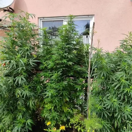 ROOTIES outdoor summer grow 2025