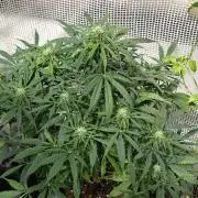 Auto Jack  von Paradise Seeds
