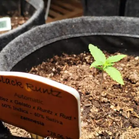 Black Runtz Automatic von Zamnesia seeds