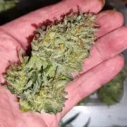 Z-Up Automatic von FastBuds