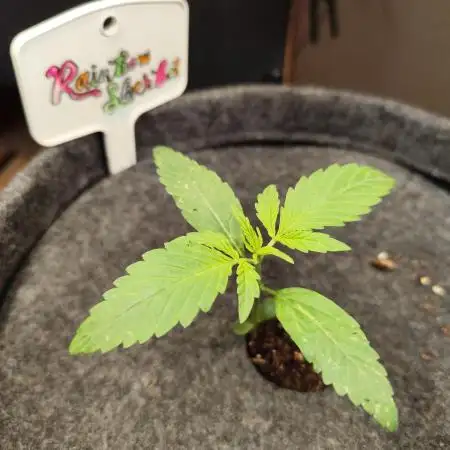 Rainbow Sherbet Automatic von Zamnesia