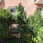 ROOTIES outdoor summer grow 2025