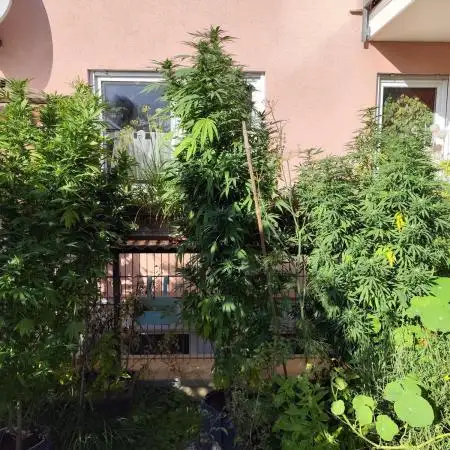ROOTIES outdoor summer grow 2025