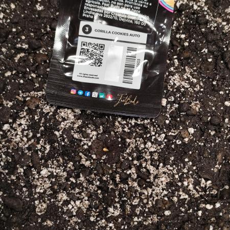 Gorilla Cookies Auto von 2Fast4Buds