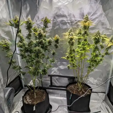 L. Bean - Zkittlez - W. Cake - Moby
