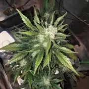 Frost banger. 1st diary