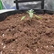 Frost banger. 1st diary