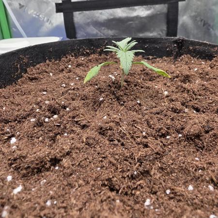 Frost banger. 1st diary