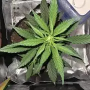 Frost banger. 1st diary