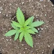 Cherry Cola RF3 Auto. Second diary!