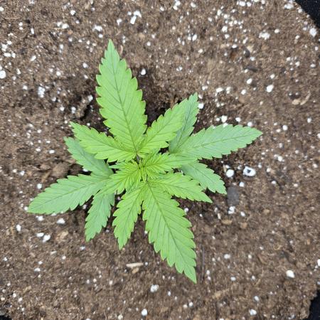 Cherry Cola RF3 Auto. Second diary!