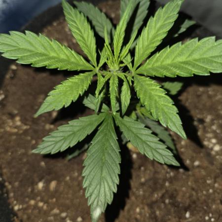 Frost banger. 1st diary