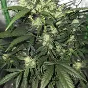 Frost banger. 1st diary