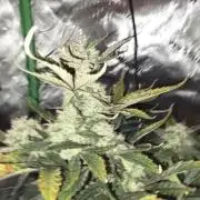 Frost banger. 1st diary