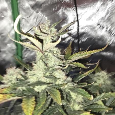 Frost banger. 1st diary