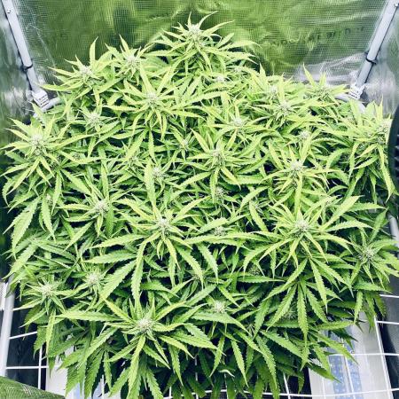 Tropicana Cookies  🍓🍍🍊🍒🍪