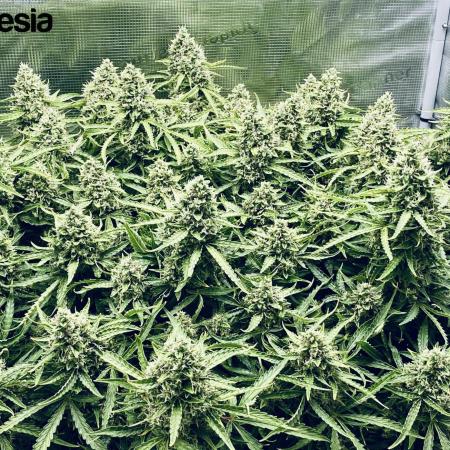 Tropicana Cookies  🍓🍍🍊🍒🍪